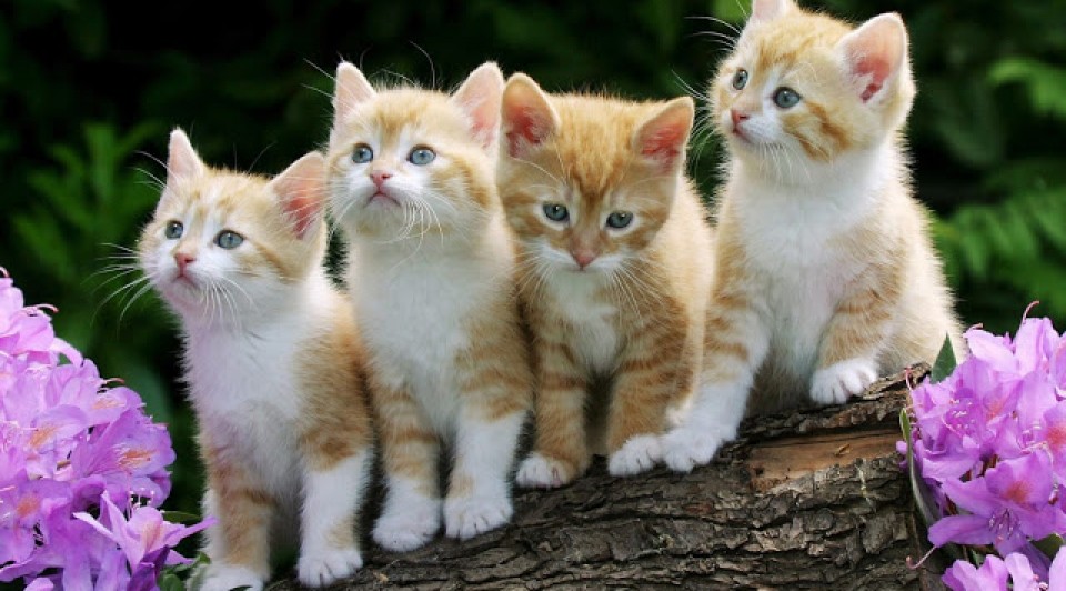 most adorable cats